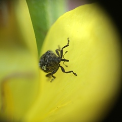 Acanthoscelidius acephalus