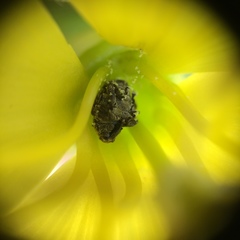 Acanthoscelidius acephalus