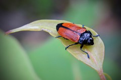 Castiarina rufipennis