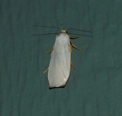 Hesychopa chionora