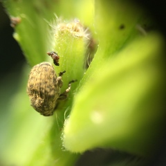 Acanthoscelidius acephalus