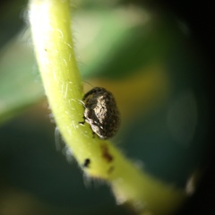 Acanthoscelidius acephalus