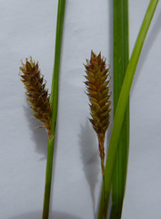 Carex ochrosaccus