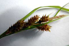 Carex ochrosaccus