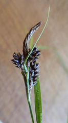Carex ochrosaccus
