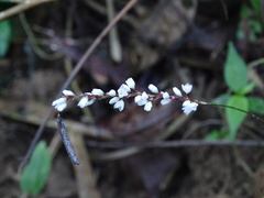Persicaria posumbu