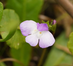 Mazus pumilio