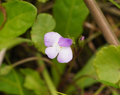 Mazus pumilio
