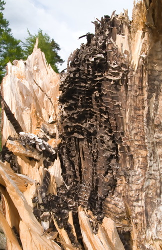 Juodoji medžių skruzdėlė nuotrauka