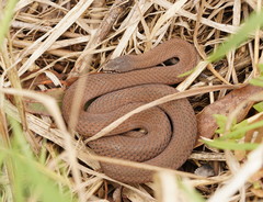 Drysdalia coronoides