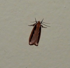 Leptocroca sanguinolenta