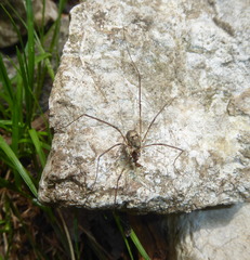 Amilenus aurantiacus