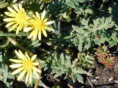 Arctotheca prostrata