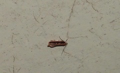 Leptocroca sanguinolenta