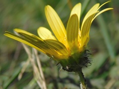 Arctotheca prostrata