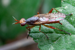 Dichetophora obliterata