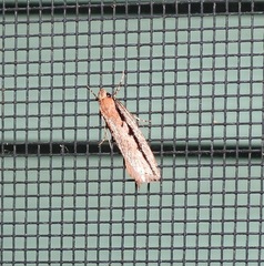 Leptocroca sanguinolenta