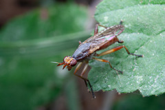 Dichetophora obliterata