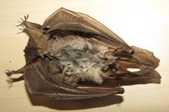 Plecotus macrobullaris