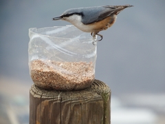 Sitta europaea amurensis