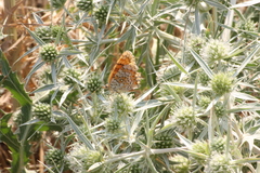 Melitaea phoebe