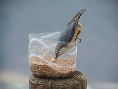 Sitta europaea amurensis