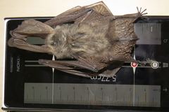 Plecotus macrobullaris