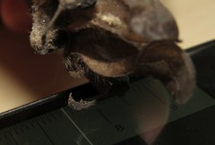 Plecotus macrobullaris