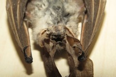 Plecotus macrobullaris