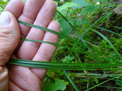Blue sedge