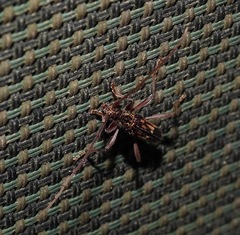 Coptocercus rubripes