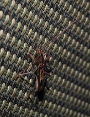 Coptocercus rubripes