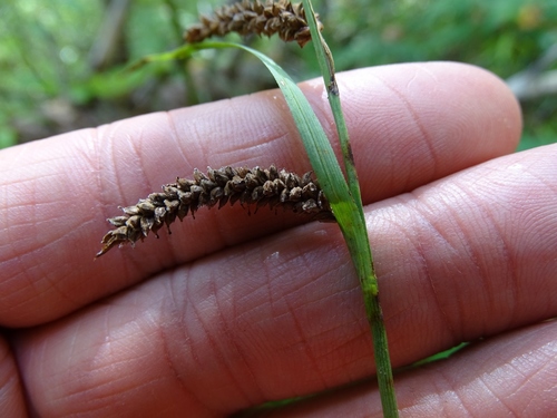 Blue sedge