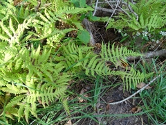 Phegopteris