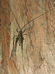 Macropathini