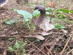 Arisarum