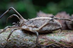 Odiellus troguloides