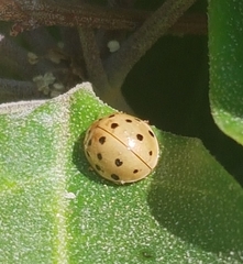 Harmonia sedecimnotata