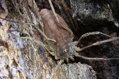 Odiellus troguloides