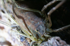 Odiellus troguloides