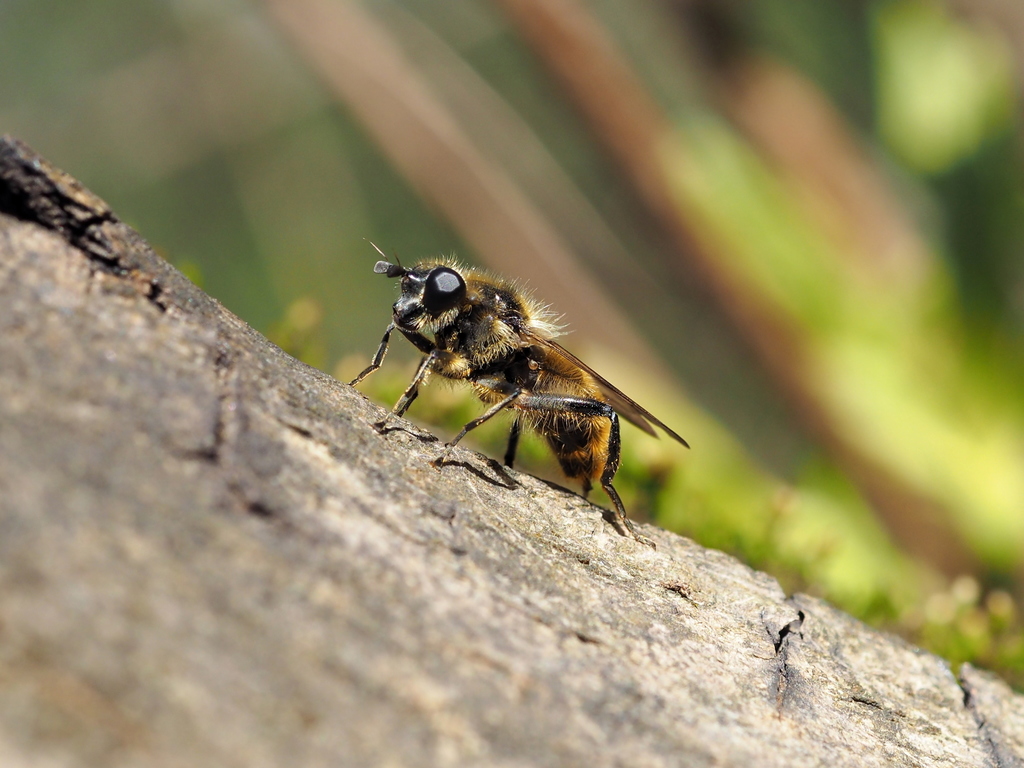 Brachypalpus nigrifacies