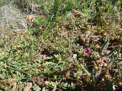 Diascia elongata