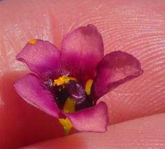 Diascia elongata