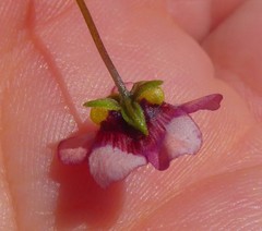 Diascia elongata