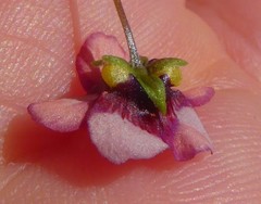 Diascia elongata