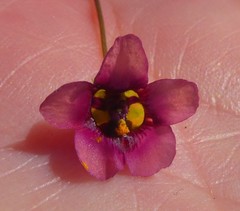 Diascia elongata