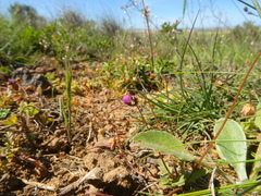 Diascia elongata