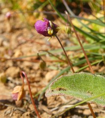 Diascia elongata