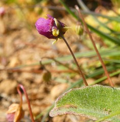 Diascia elongata
