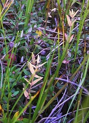 Scutellaria yezoensis